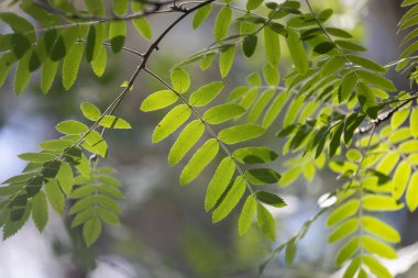 Parlak yeşil yaban mersini ağacı yaz ormanında yapraklanır. Letonya 'nın güneşli ormanlarının doğal manzarası.