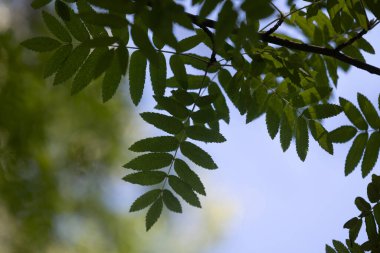 Parlak yeşil yaban mersini ağacı yaz ormanında yapraklanır. Letonya 'nın güneşli ormanlarının doğal manzarası.
