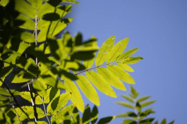 Parlak yeşil yaban mersini ağacı yaz ormanında yapraklanır. Letonya 'nın güneşli ormanlarının doğal manzarası.