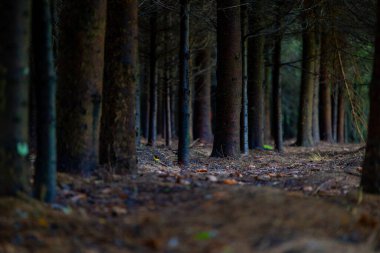 Ağaç gövdeleri olan güzel bir yaz ormanı manzarası. Letonya 'daki doğal orman manzarası.