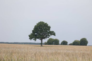 Uzakta ağaçlar olan güzel yaz ekini arazisi. Letonya 'nın doğal kırsal manzarası.