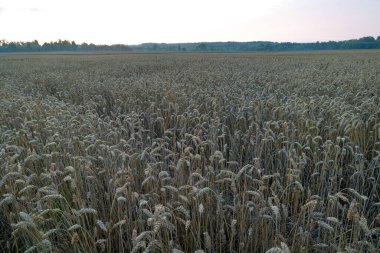 Uzakta ağaçlar olan güzel yaz ekini arazisi. Letonya 'nın doğal kırsal manzarası.