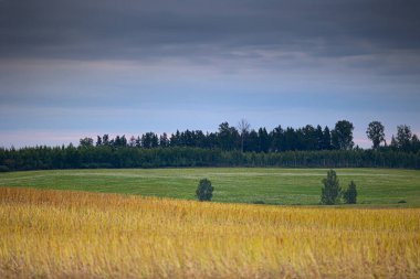 Uzakta ağaçlar olan güzel yaz ekini arazisi. Letonya 'nın doğal kırsal manzarası.