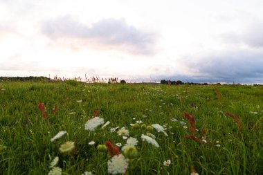 Bulutlu bir günde güzel bir atmosferik çayır manzarası. Letonya kırsalının doğal yaz manzarası.