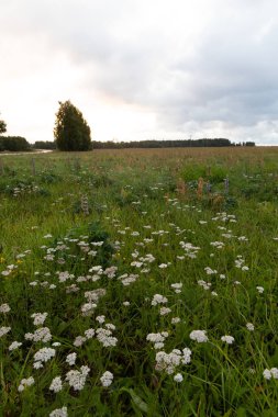Bulutlu bir günde güzel bir atmosferik çayır manzarası. Letonya kırsalının doğal yaz manzarası.