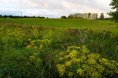 Bulutlu bir günde güzel bir atmosferik çayır manzarası. Letonya kırsalının doğal yaz manzarası.
