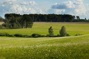 Bulutlu bir günde güzel bir atmosferik çayır manzarası. Letonya kırsalının doğal yaz manzarası.