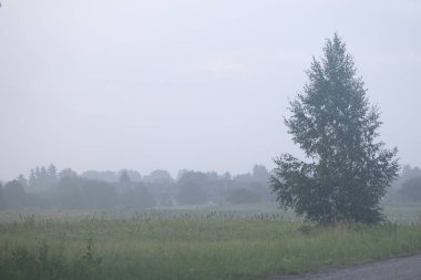 Letonya kırsalında güzel, sisli bir yaz çayırı. Sabahları doğal manzara..