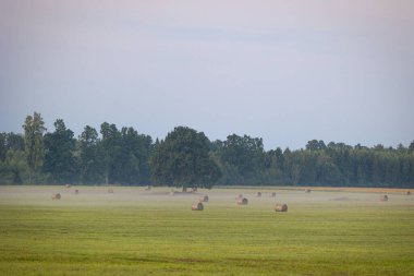 Letonya kırsalında güzel, sisli bir yaz çayırı. Sabahları doğal manzara..