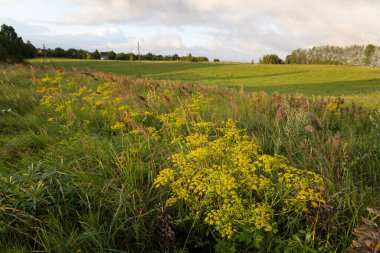 Yaz boyunca güzel güneşli çayır manzarası. Letonya kırsalının doğal manzarası, Kuzey Avrupa.