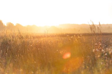 Yaz boyunca güzel güneşli çayır manzarası. Letonya kırsalının doğal manzarası, Kuzey Avrupa.