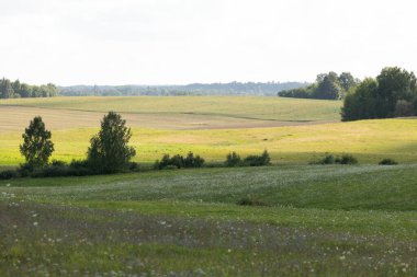 Yaz boyunca güzel güneşli çayır manzarası. Letonya kırsalının doğal manzarası, Kuzey Avrupa.