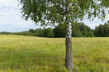 Yaz boyunca güzel güneşli çayır manzarası. Letonya kırsalının doğal manzarası, Kuzey Avrupa.