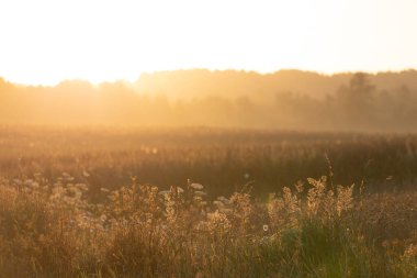 Ekin tarlasının üzerinde sıcak gün doğumu sisi. Letonya kırsalının doğal yaz manzarası, Kuzey Avrupa.