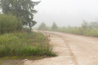 Kırılgan yolu ve ağaçları olan güzel sisli bir manzara. Letonya 'nın doğal yaz manzarası, Kuzey Avrupa.