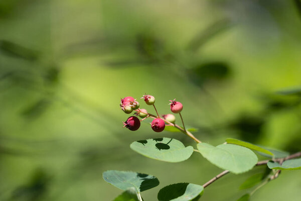 Beautiful green and pink berries of alder buckthorn in sunny summer forest. Natural woodlands scenery of Latvia, Northern Europe.
