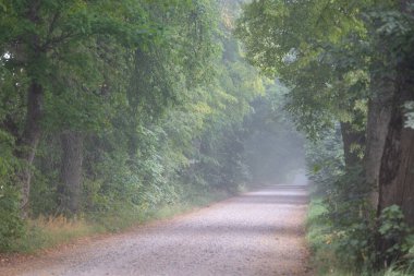 Kırılgan yolu ve ağaçları olan güzel sisli bir manzara. Letonya 'nın doğal yaz manzarası, Kuzey Avrupa.