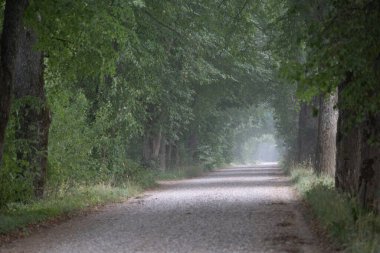 Kırılgan yolu ve ağaçları olan güzel sisli bir manzara. Letonya 'nın doğal yaz manzarası, Kuzey Avrupa.