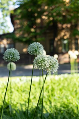 Riga 'daki yeşil halka açık parkta güneşli güzel bir gün. Letonya 'da parlak yaz manzarası.