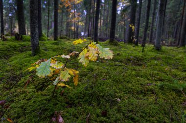 Karamsar bir sonbahar manzarası ve bulutlu bir günde renkli yapraklar. Letonya, Kuzey Avrupa 'daki doğal sonbahar orman manzarası.