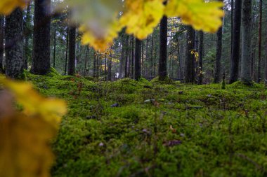 Karamsar bir sonbahar manzarası ve bulutlu bir günde renkli yapraklar. Letonya, Kuzey Avrupa 'daki doğal sonbahar orman manzarası.