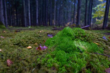 Letonya 'daki kasvetli sonbahar ormanlarının güzel detayları. Kuzey Avrupa 'da doğal sonbahar mevsimi manzarası.