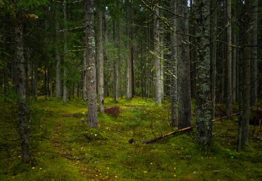 Letonya 'daki kasvetli sonbahar ormanlarının güzel detayları. Kuzey Avrupa 'da doğal sonbahar mevsimi manzarası.
