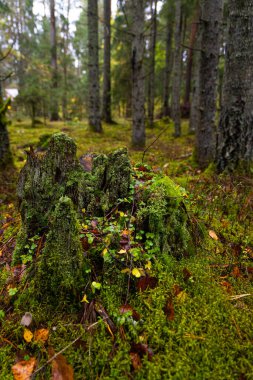 Letonya 'daki kasvetli sonbahar ormanlarının güzel detayları. Kuzey Avrupa 'da doğal sonbahar mevsimi manzarası.