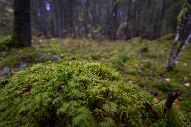Letonya 'daki kasvetli sonbahar ormanlarının güzel detayları. Kuzey Avrupa 'da doğal sonbahar mevsimi manzarası.