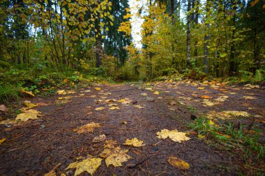 Sonbahar ormanında küçük bir çakıl yolu. Letonya, Kuzey Avrupa 'da sonbahar mevsiminin doğal manzarası.