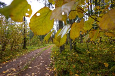 Sonbahar ormanında küçük bir çakıl yolu. Letonya, Kuzey Avrupa 'da sonbahar mevsiminin doğal manzarası.