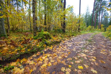 Sonbahar ormanında küçük bir çakıl yolu. Letonya, Kuzey Avrupa 'da sonbahar mevsiminin doğal manzarası.