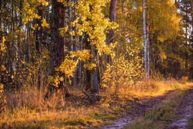 Sonbahar doğasıyla çevrili güzel küçük orman yolu. Letonya, Kuzey Avrupa 'da doğal sonbahar manzarası.