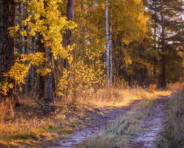 Sonbahar doğasıyla çevrili güzel küçük orman yolu. Letonya, Kuzey Avrupa 'da doğal sonbahar manzarası.
