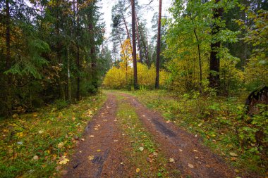 Sonbahar ormanında küçük bir çakıl yolu. Letonya, Kuzey Avrupa 'da sonbahar mevsiminin doğal manzarası.