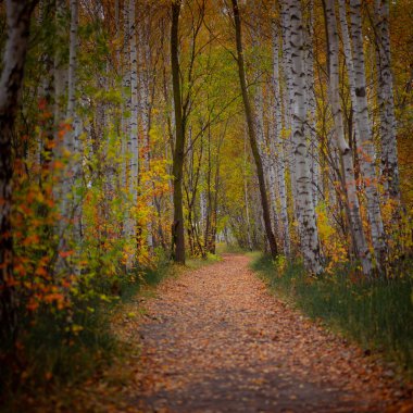 Sonbahar doğasıyla çevrili güzel küçük orman yolu. Letonya, Kuzey Avrupa 'da doğal sonbahar manzarası.
