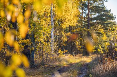 Sonbahar doğasıyla çevrili güzel küçük orman yolu. Letonya, Kuzey Avrupa 'da doğal sonbahar manzarası.