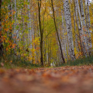Sonbahar doğasıyla çevrili güzel küçük orman yolu. Letonya, Kuzey Avrupa 'da doğal sonbahar manzarası.