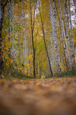 Sonbahar doğasıyla çevrili güzel küçük orman yolu. Letonya, Kuzey Avrupa 'da doğal sonbahar manzarası.
