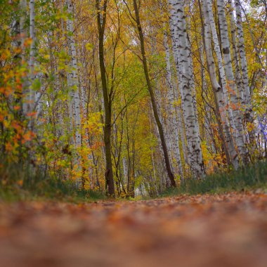 Sonbahar doğasıyla çevrili güzel küçük orman yolu. Letonya, Kuzey Avrupa 'da doğal sonbahar manzarası.