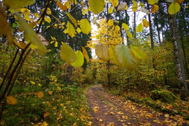 Sonbahar doğasıyla çevrili güzel küçük orman yolu. Letonya, Kuzey Avrupa 'da doğal sonbahar manzarası.