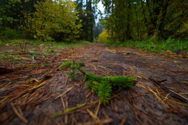 Sonbahar doğasıyla çevrili güzel küçük orman yolu. Letonya, Kuzey Avrupa 'da doğal sonbahar manzarası.