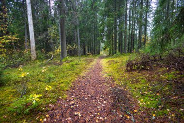 Sonbahar doğasıyla çevrili güzel küçük orman yolu. Letonya, Kuzey Avrupa 'da doğal sonbahar manzarası.