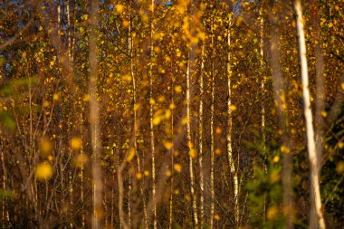 Letonya ormanlarında güzel güneşli bir sonbahar günü. Renkli yapraklı ağaçlar.