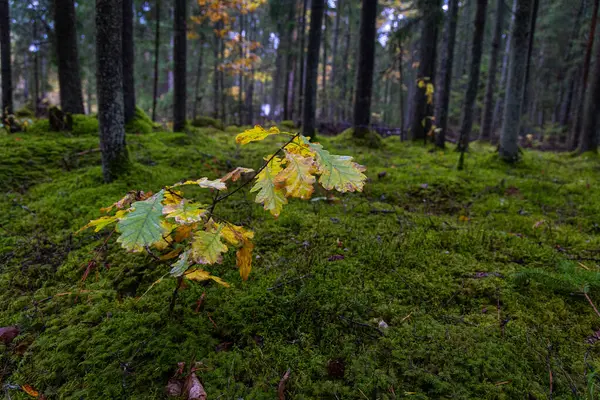 Karamsar bir sonbahar manzarası ve bulutlu bir günde renkli yapraklar. Letonya, Kuzey Avrupa 'daki doğal sonbahar orman manzarası.