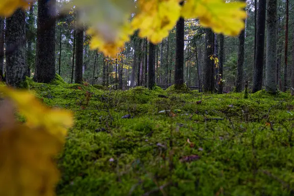 Karamsar bir sonbahar manzarası ve bulutlu bir günde renkli yapraklar. Letonya, Kuzey Avrupa 'daki doğal sonbahar orman manzarası.