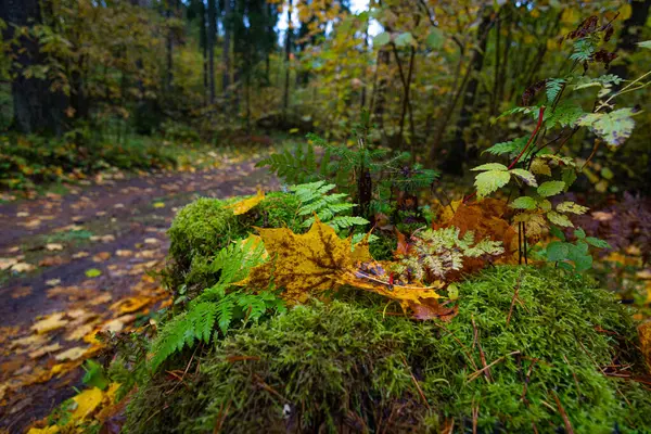 Letonya 'daki kasvetli sonbahar ormanlarının güzel detayları. Kuzey Avrupa 'da doğal sonbahar mevsimi manzarası.