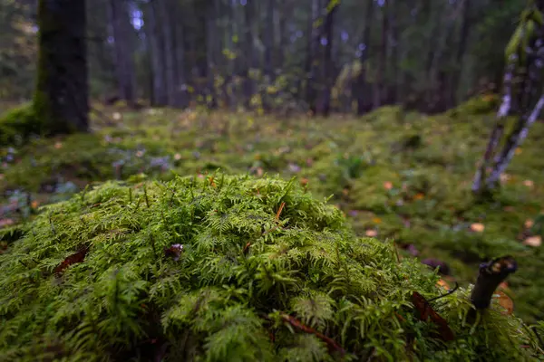 Letonya 'daki kasvetli sonbahar ormanlarının güzel detayları. Kuzey Avrupa 'da doğal sonbahar mevsimi manzarası.