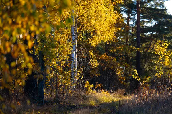 Sonbahar doğasıyla çevrili güzel küçük orman yolu. Letonya, Kuzey Avrupa 'da doğal sonbahar manzarası.
