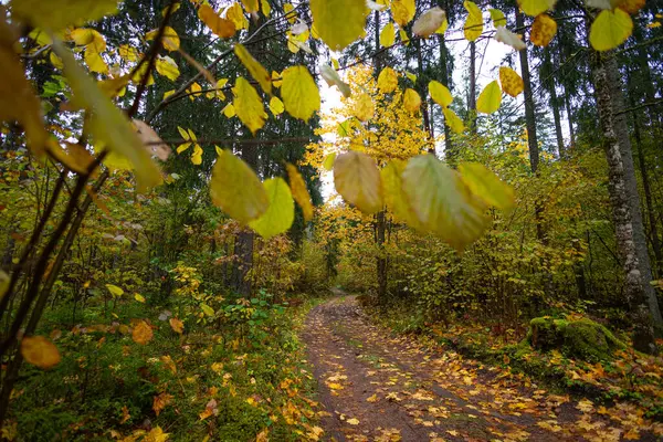 Sonbahar doğasıyla çevrili güzel küçük orman yolu. Letonya, Kuzey Avrupa 'da doğal sonbahar manzarası.
